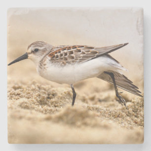 Snygg Sandpiper Bird i Sand Stenunderlägg