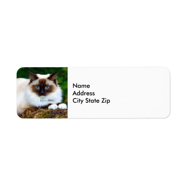 Snygg siamese Cat Photo Label Returadress Etikett (Framsidan)