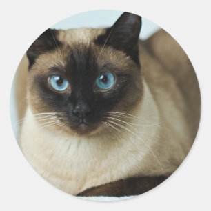 Snygg siamesisk kattfoto Classic Round Sticker Runt Klistermärke