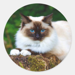 Snygg siamesisk kattfoto Classic Round Sticker Runt Klistermärke