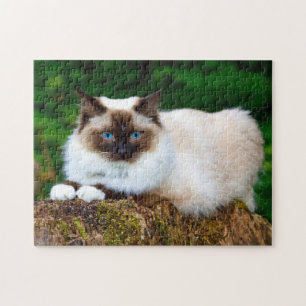 Snygg siamesisk kattfoto pussel