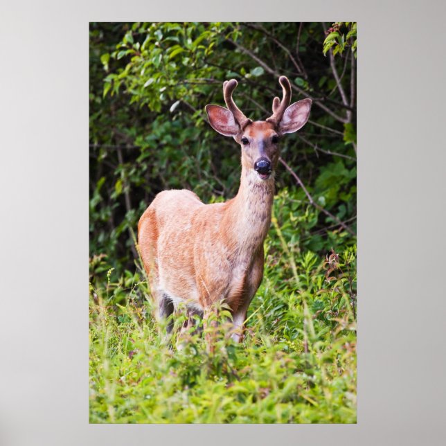 Snygg sjömil poster (Framsidan)