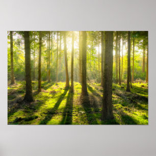 Snygg skogsljus poster