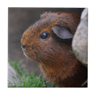 Snygg Smooth, Guld Agouti Guinea Gris Kakelplatta