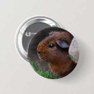 Snygg Smooth Guld Agouti Guinea Gris Knapp