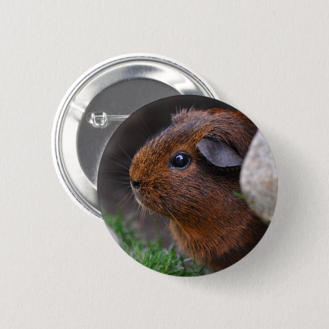 Snygg Smooth Guld Agouti Guinea Gris Knapp (Framsida & baksida)
