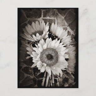 Snygg solros Bouquet Photo in Black & White Vykort