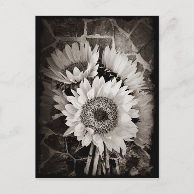 Snygg solros Bouquet Photo in Black & White Vykort (Framsida)
