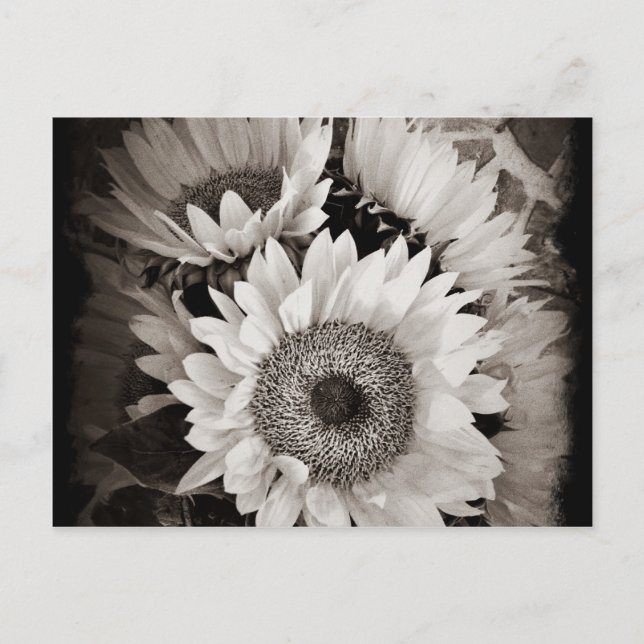 Snygg solros Bouquet Photo in Black & White Vykort (Framsida)