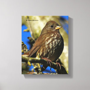 Snygg Sooty Fox Sparrow i Pear Träd Canvastryck