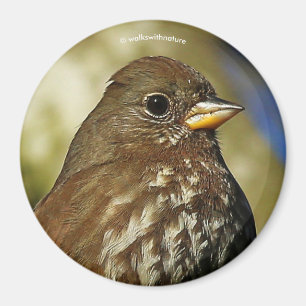 Snygg Sooty Fox Sparrow i Pear Träd Magnet
