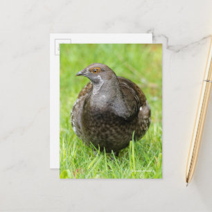 Snygg Sooty Grouse Gamebird i Grass Vykort