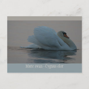 Snygg svan i kvällsljus CC0755 Vykort
