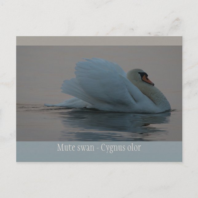 Snygg svan i kvällsljus CC0755 Vykort (Framsida)