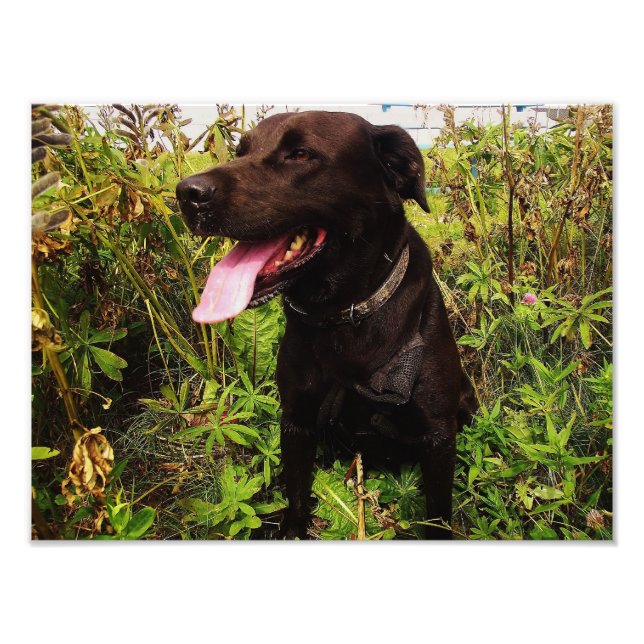 Snygg svart Labrador-Hund, fotoutskrift Fototryck (Framsidan)