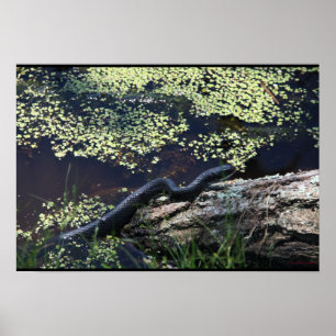 Snygg svart snake Skriv ut Poster