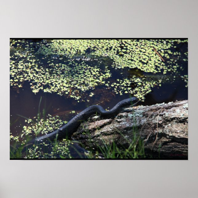 Snygg svart snake Skriv ut Poster (Framsidan)