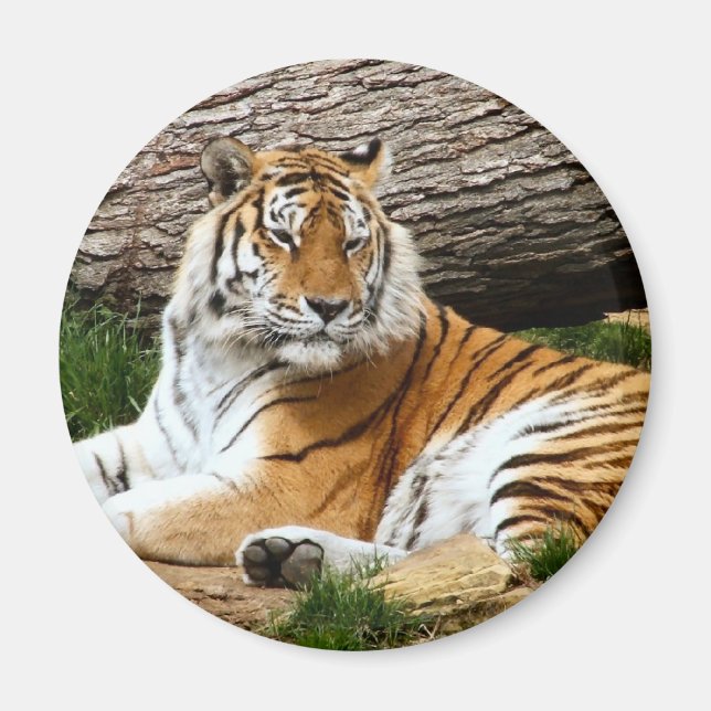 Snygg tiger-återställer foto magnet (Framsidan)