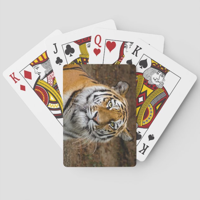 Snygg tiger casinokort (Baksidan)