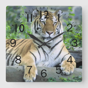 Snygg tiger fyrkantig klocka