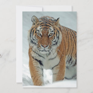 Snygg tiger i Snö Julkort