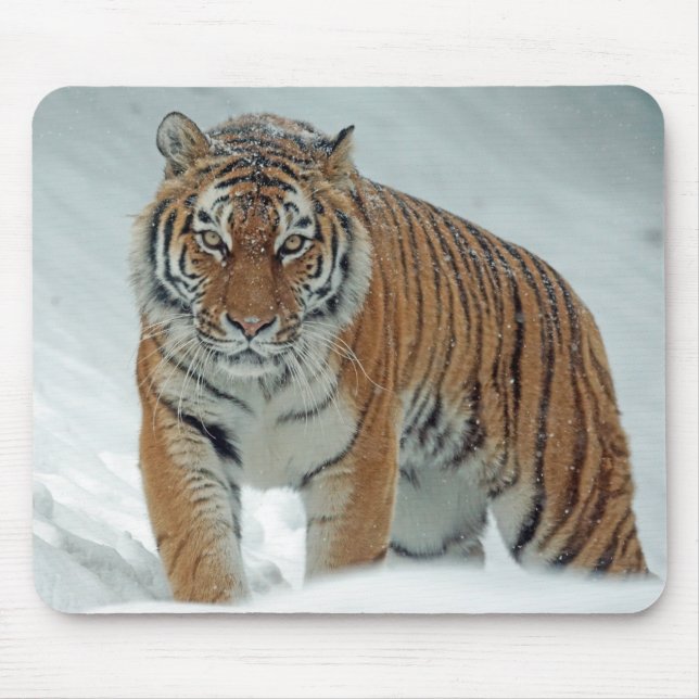 Snygg tiger i Snö Musmatta (Framsidan)