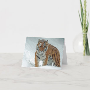 Snygg tiger i Snö Tack Kort