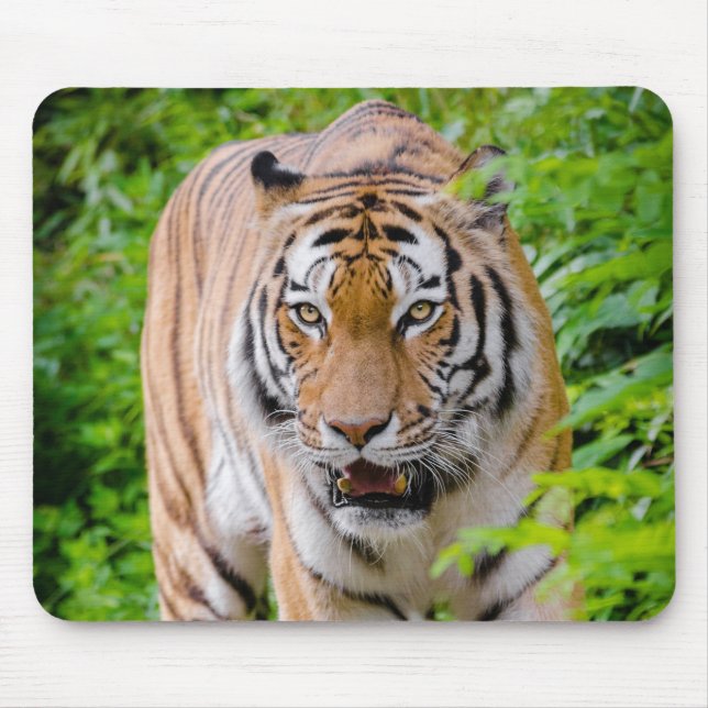 Snygg Tiger-Musmatta Musmatta (Framsidan)