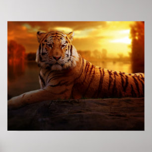 Snygg tiger poster