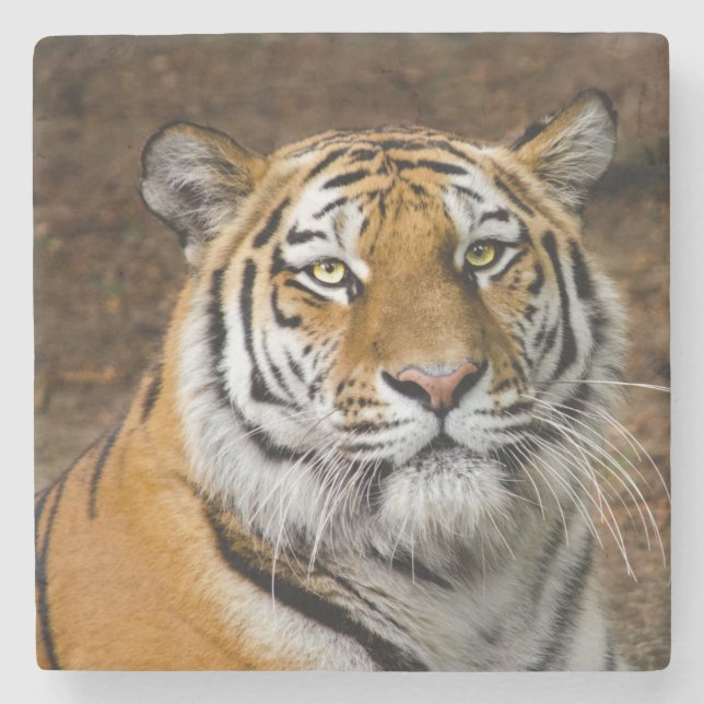 Snygg tiger stenunderlägg (Framsidan)