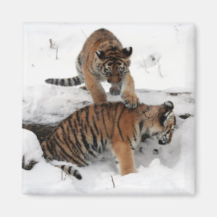 Snygg Tiger Unge leker i snö Magnet