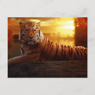 Snygg tiger vykort