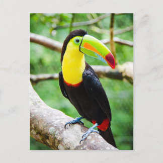 Snygg Toucan Vykort