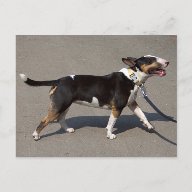 Snygg trefärgad Bullskräcker Vykort (Framsida)