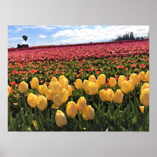 Snygg Tulip Fält med Luftballong, Oregon Poster (Framsidan)