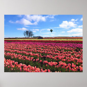 Snygg Tulip Fält med Luftballong, Oregon Poster
