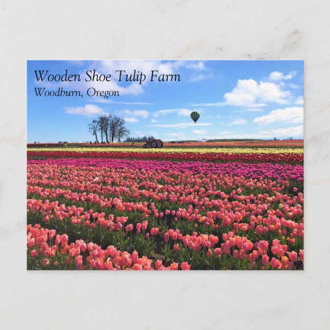 Snygg Tulip Fält med Luftballong, Oregon Vykort (Framsida)