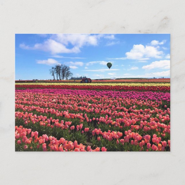Snygg Tulip Fält med Luftballong, Oregon Vykort (Framsida)