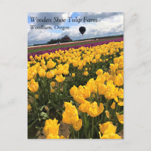 Snygg Tulip Fält med Luftballong, Oregon Vykort