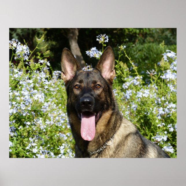 Snygg tysk Shepherd hund Poster (Framsidan)