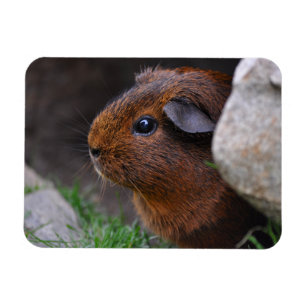 Snygg, utjämnad, Guld Agouti Guinea Gris Magnet