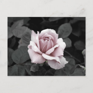 Snygg utskrift av rosa ros vykort