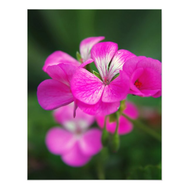 Snygg vår blommor fototryck (Framsidan)
