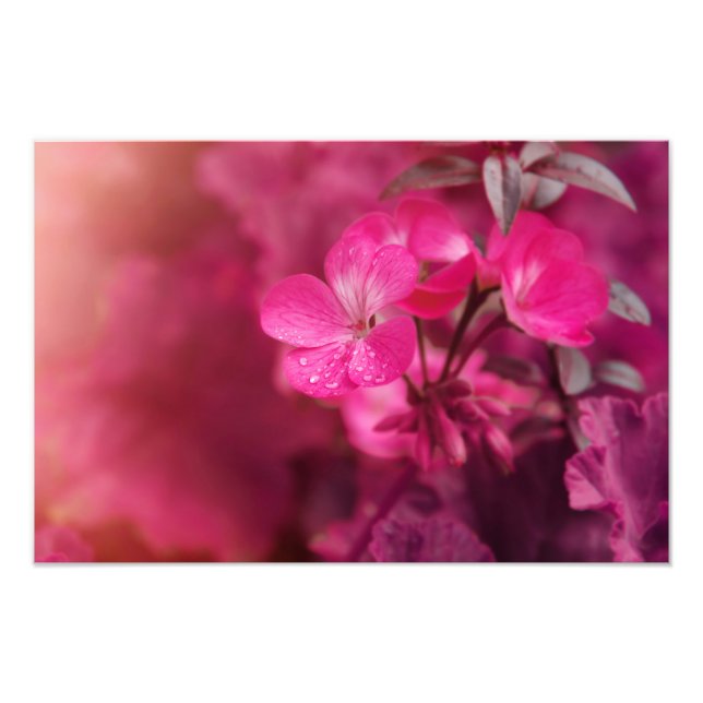 Snygg vår blommor fototryck (Framsidan)