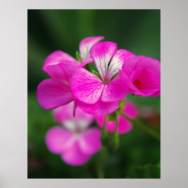 Snygg vår blommor poster (Framsidan)