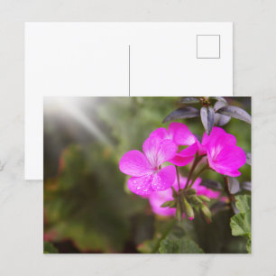 Snygg vår blommor vykort