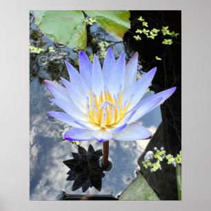 Snygg Vatten Lilly Photo Poster