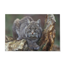 Snygg Vild Bobcat Photo