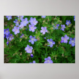Snygg Vild Geraniums Poster