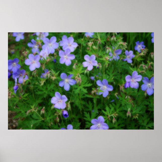 Snygg Vild Geraniums Poster (Framsidan)